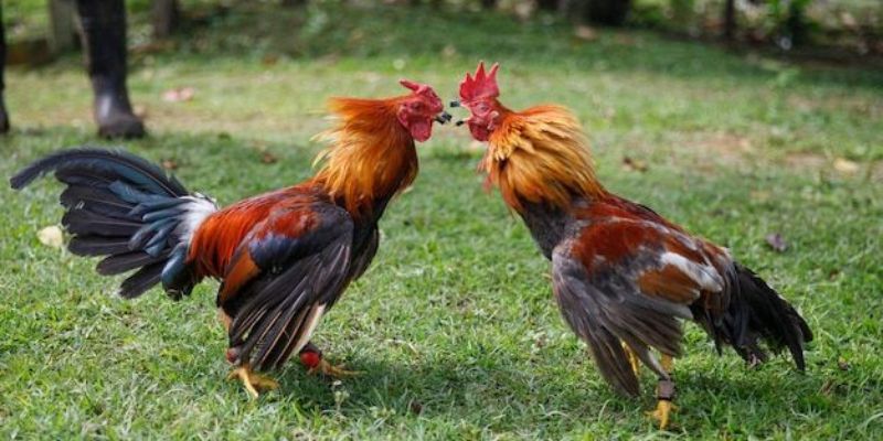 Tìm hiểu thuật ngữ trong đá gà