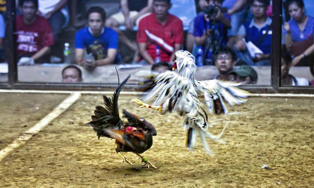 Luật chơi đá gà trực tuyến tại Jun88 bạn cần biết