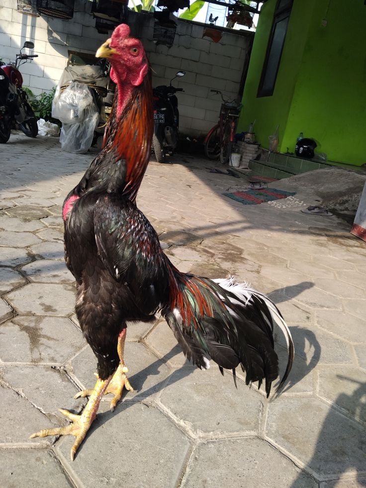 Lý do cần đúc gà đá là gì?