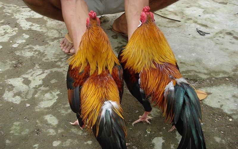 Ưu tiên lựa giống gà chiến tốt