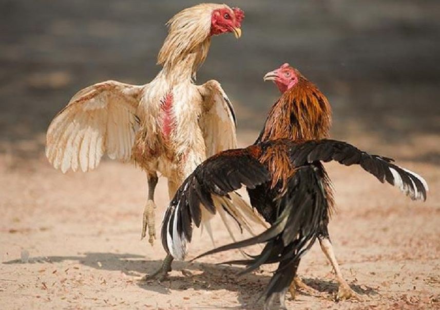 Giải mã ý nghĩa các khái niệm về đặc điểm của gà chiến