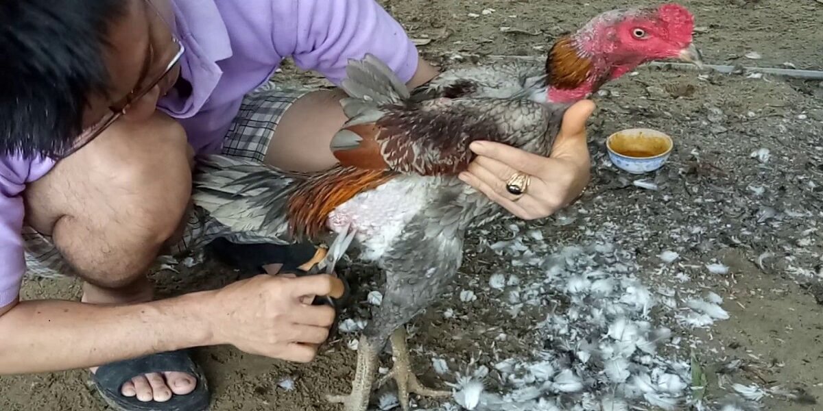 Bắt gà đá đúng cách để có nhiều lợi ích