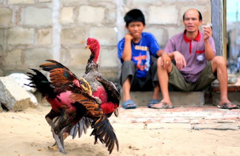 Anh em cần vận dụng quy luật di truyền vào cách phối màu lông gà