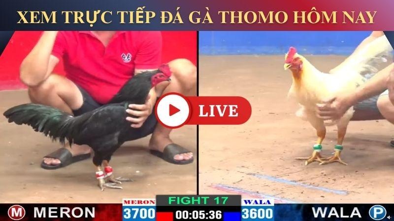Bí quyết tham gia cược dễ thắng các trận đấu bồ gà Tonhon