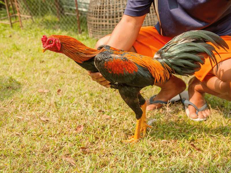 Có nhiều lý do sư kê cần học cách bế chiến kê đúng kỹ thuật