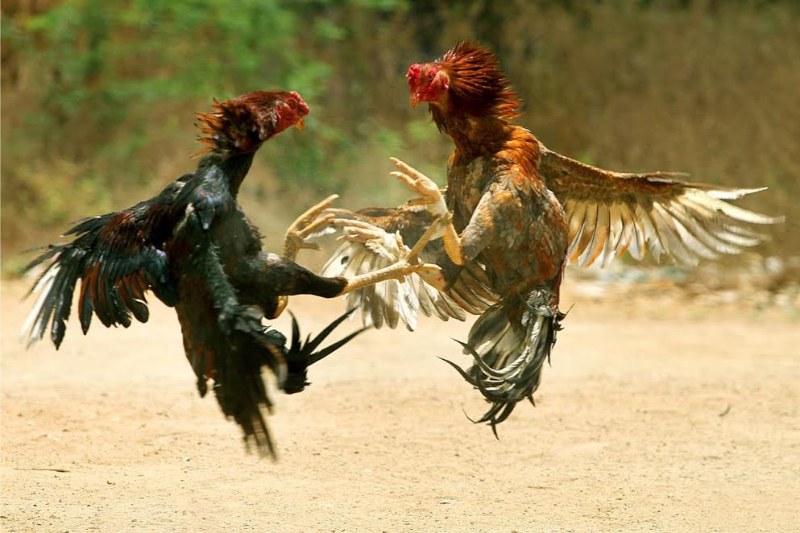 Tiêu chí đánh giá lối đá hay của gà chọi 