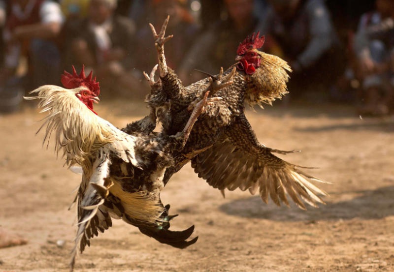 Đòn cáo là chiêu thức khiến gà đối phương gặp thương tích nghiêm trọng 
