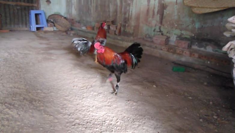 Đôi nét giới thiệu về xổ gà đá