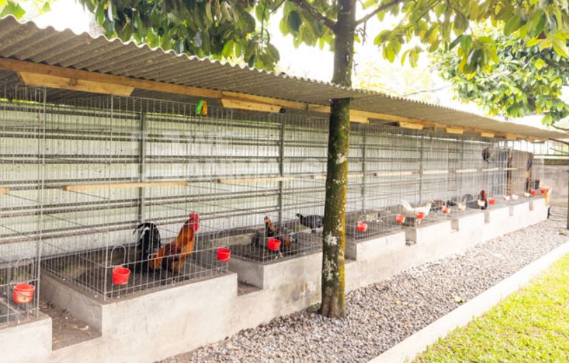 Hướng dẫn chuẩn bị trước khi nuôi gà đá làm giàu
