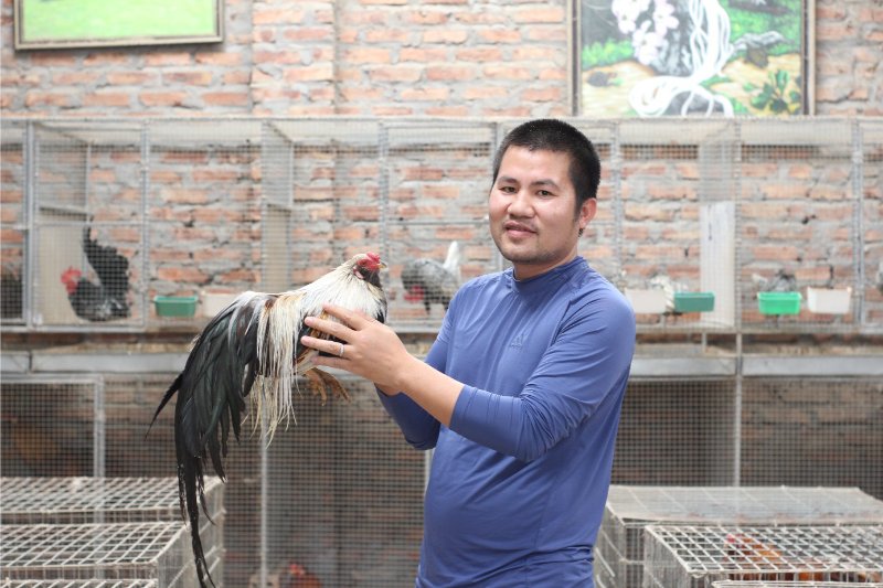 Những kỹ thuật nuôi gà tre Tân Châu quan trọng 